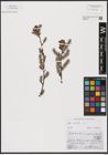Foto von Salix aurita L.